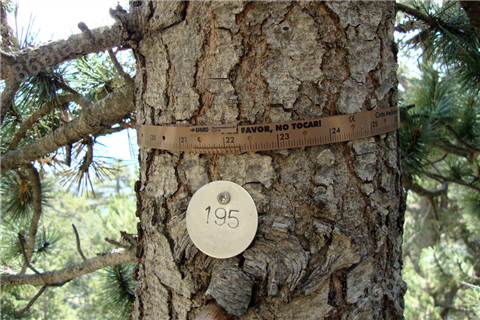 Dendrometer D1树体茎干生长记录仪